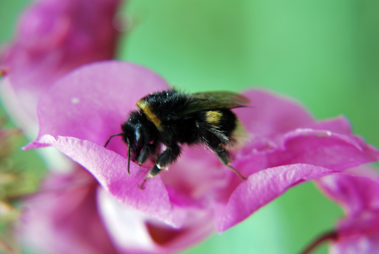 Erdgartenhummel