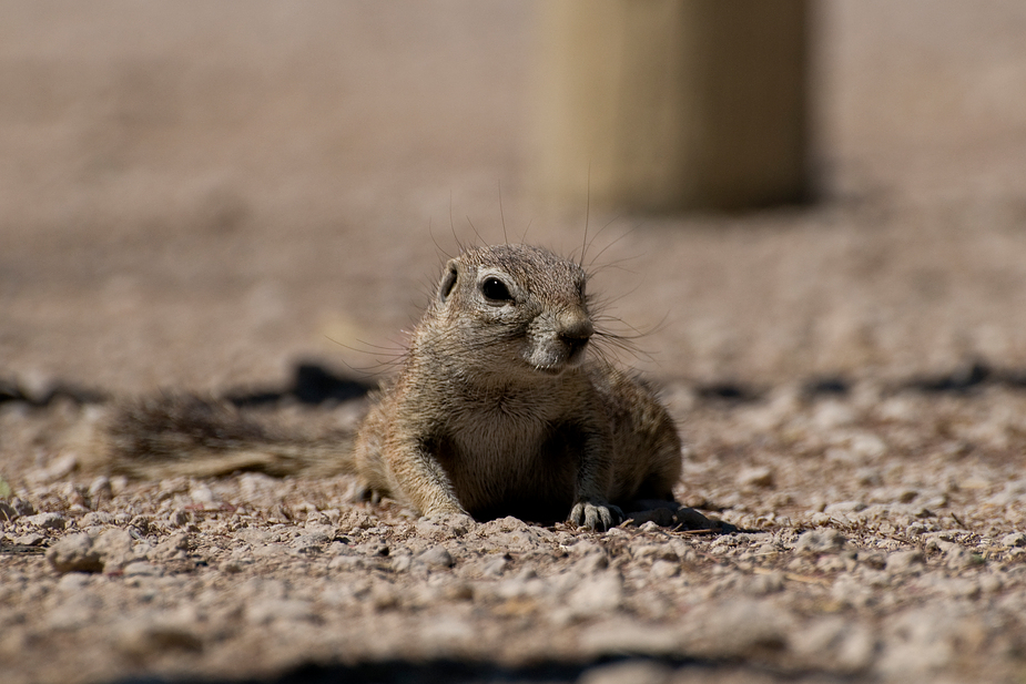 Erdhörnchen