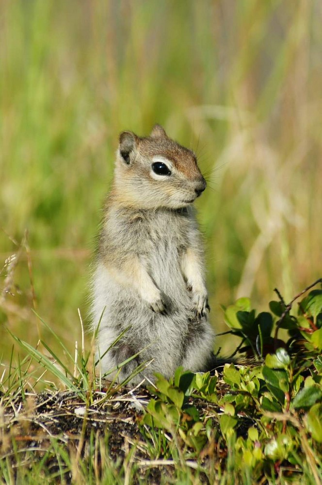 Erdhörnchen