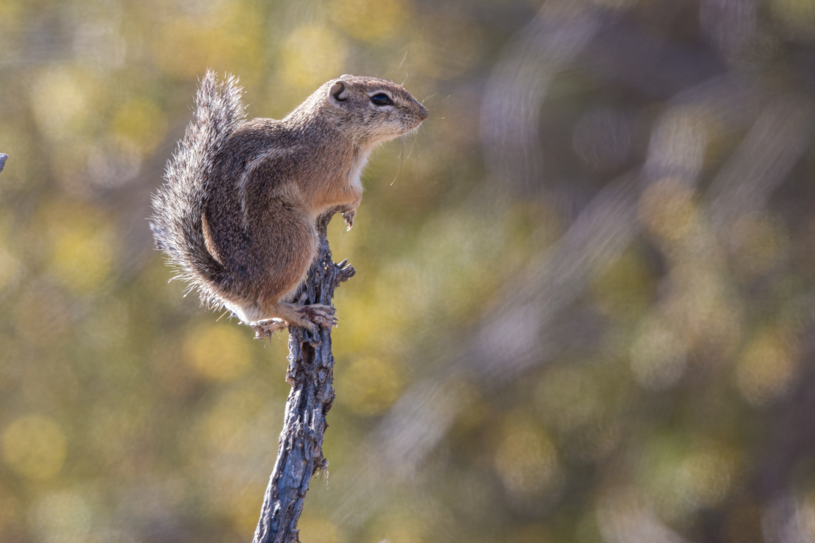 Erdhörnchen