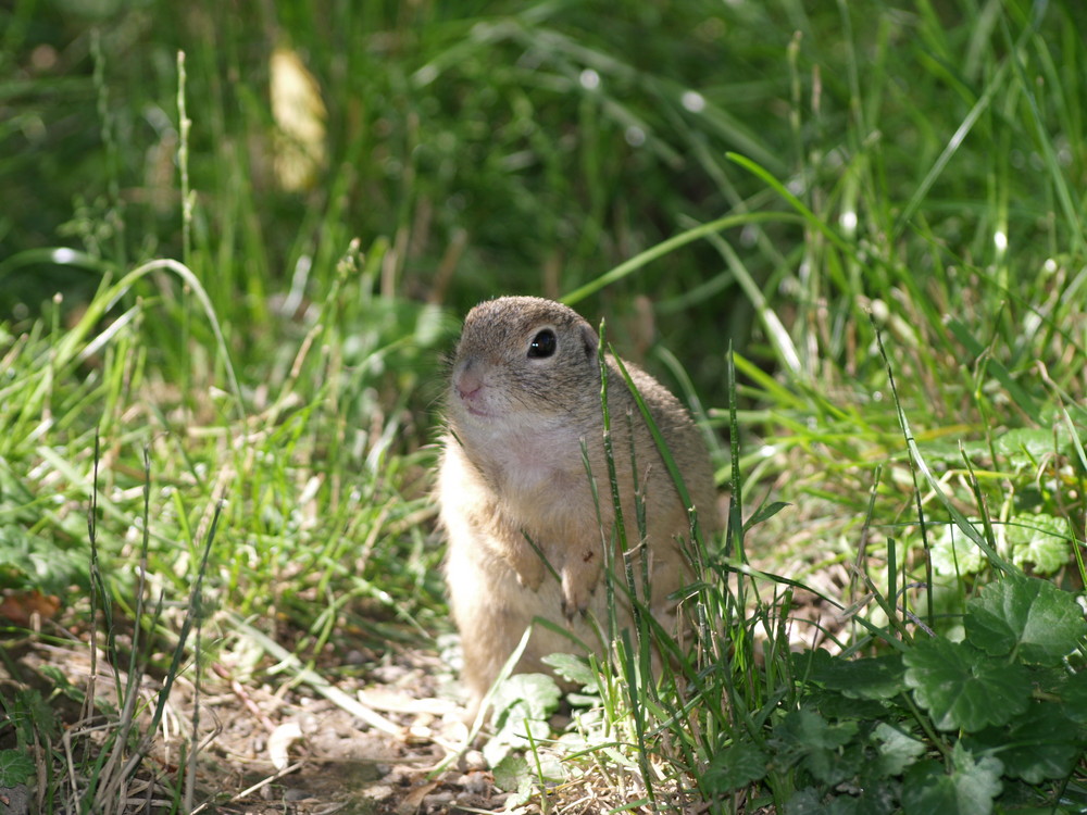 Erdhörnchen