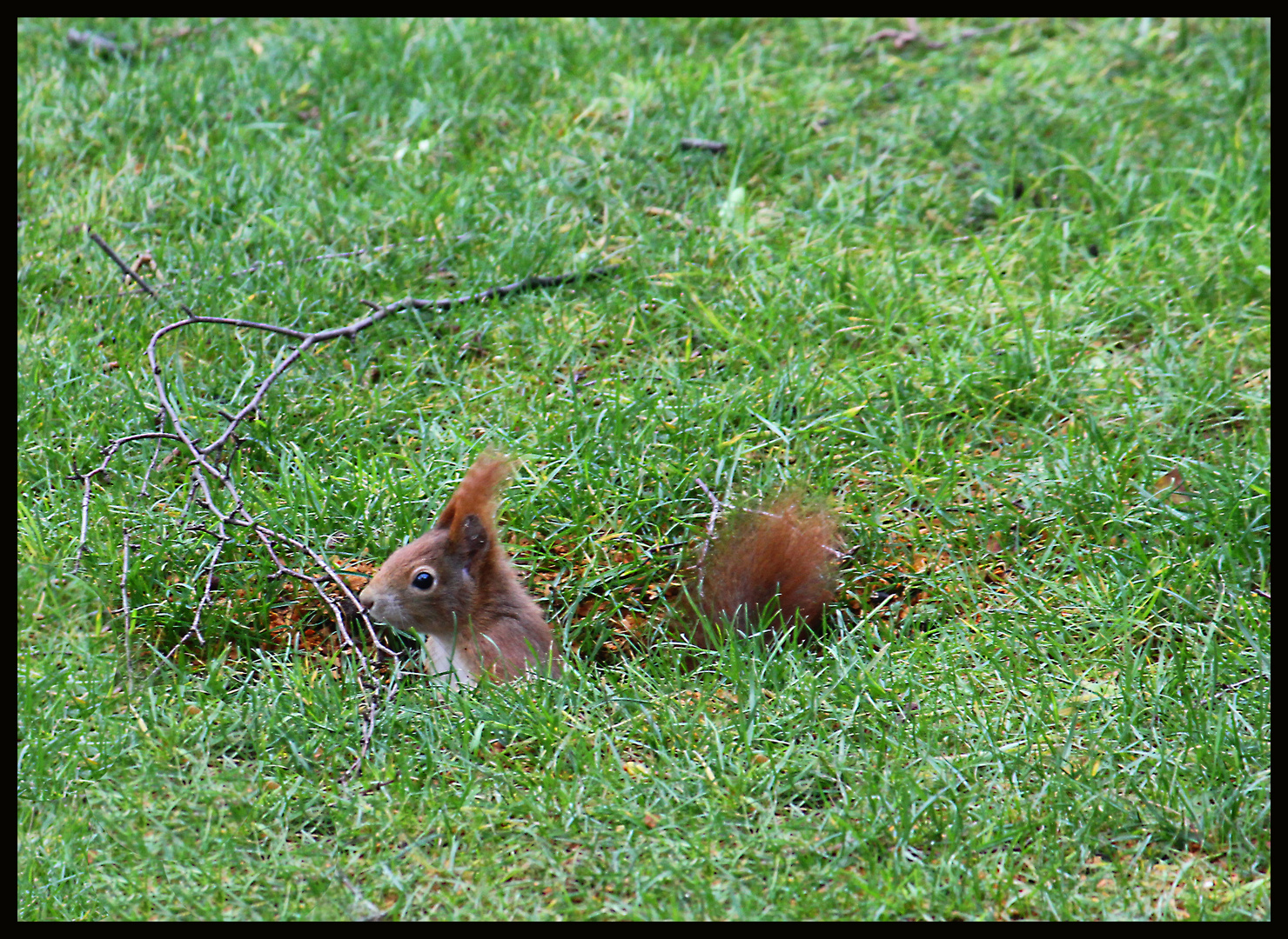 Erdhörnchen?