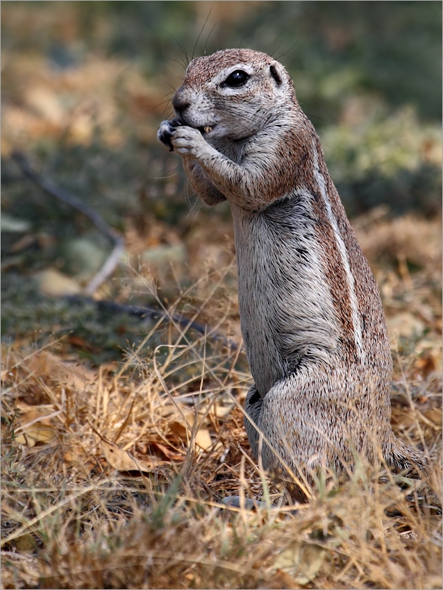 Erdhörnchen