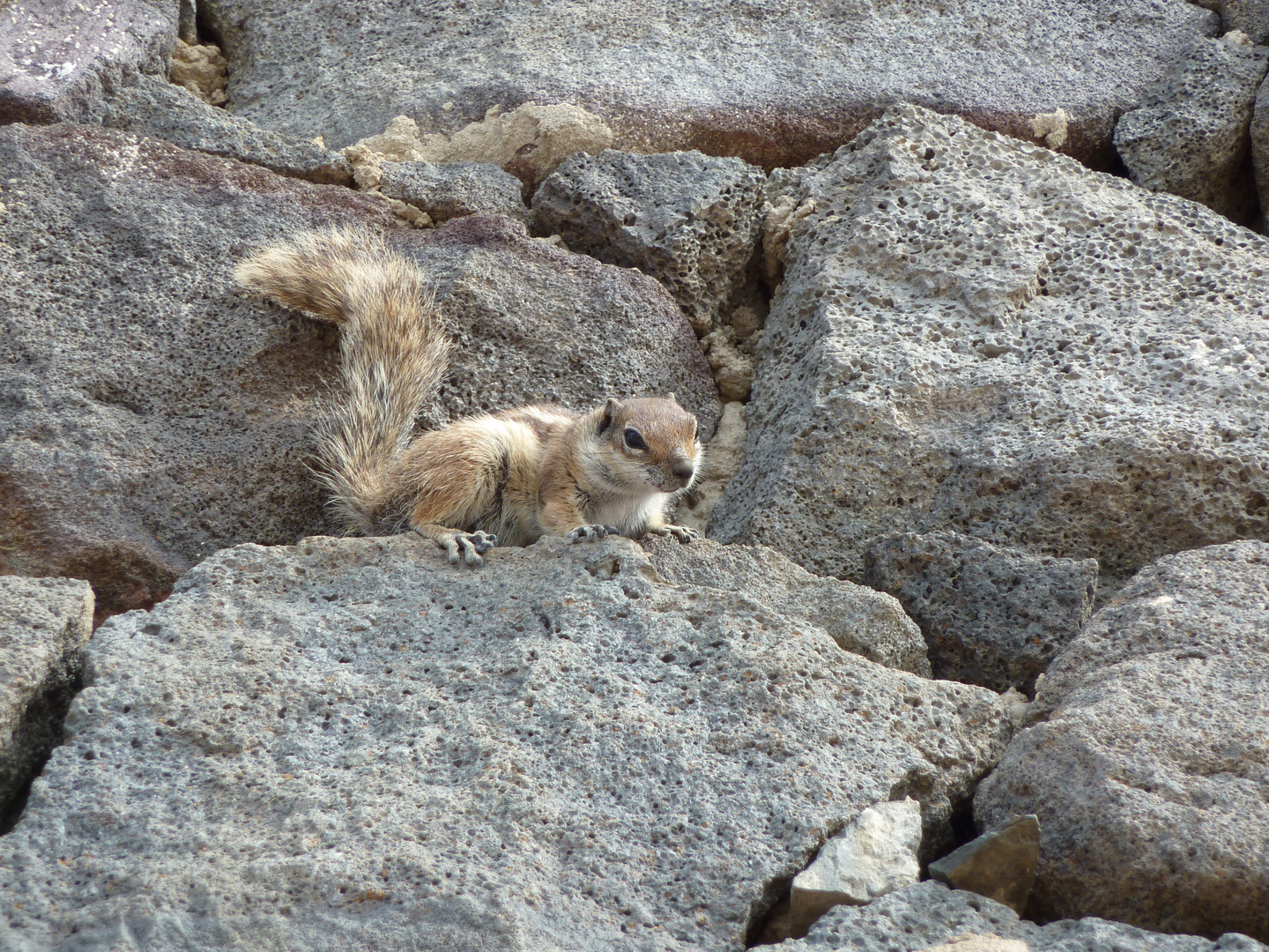 Erdhörnchen