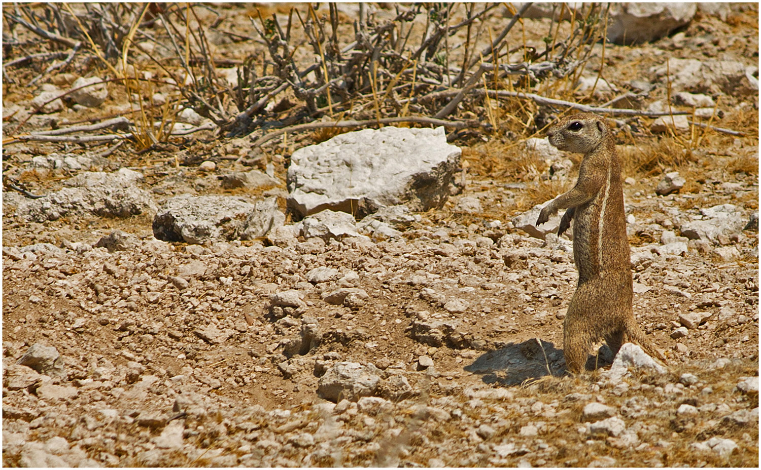 Erdhörnchen 