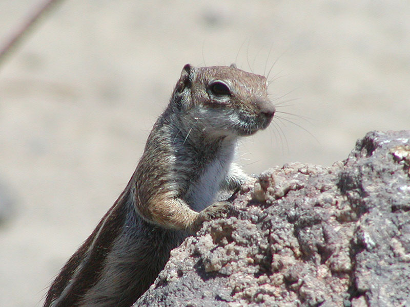 Erdhörnchen