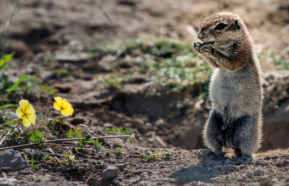 Erdhörnchen