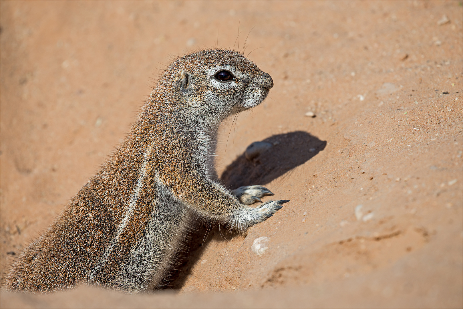 Erdhörnchen