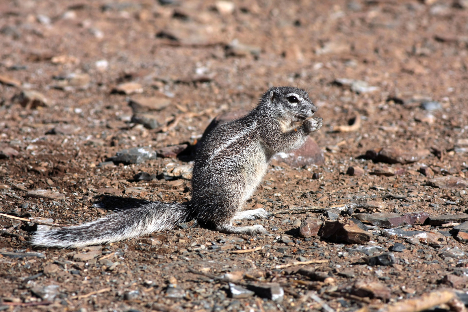 Erdhörnchen