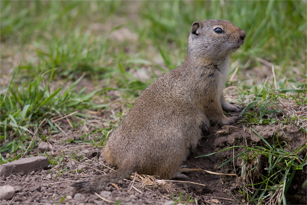 Erdhörnchen