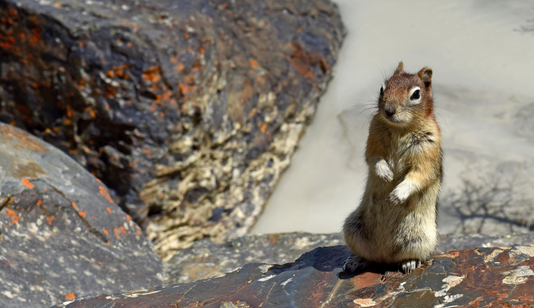 Erdhörnchen am Lake Luise