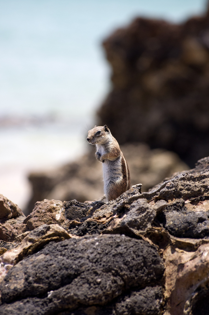 Erdhörnchen am Meer