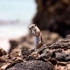 Erdhörnchen am Meer