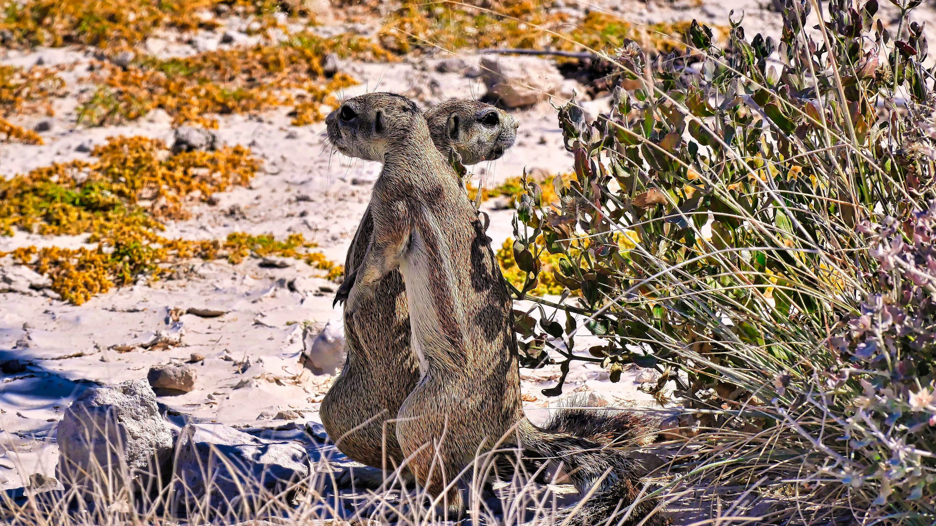 Erdhörnchen am Strassenrand