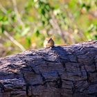 Erdhörnchen auf der Lauer