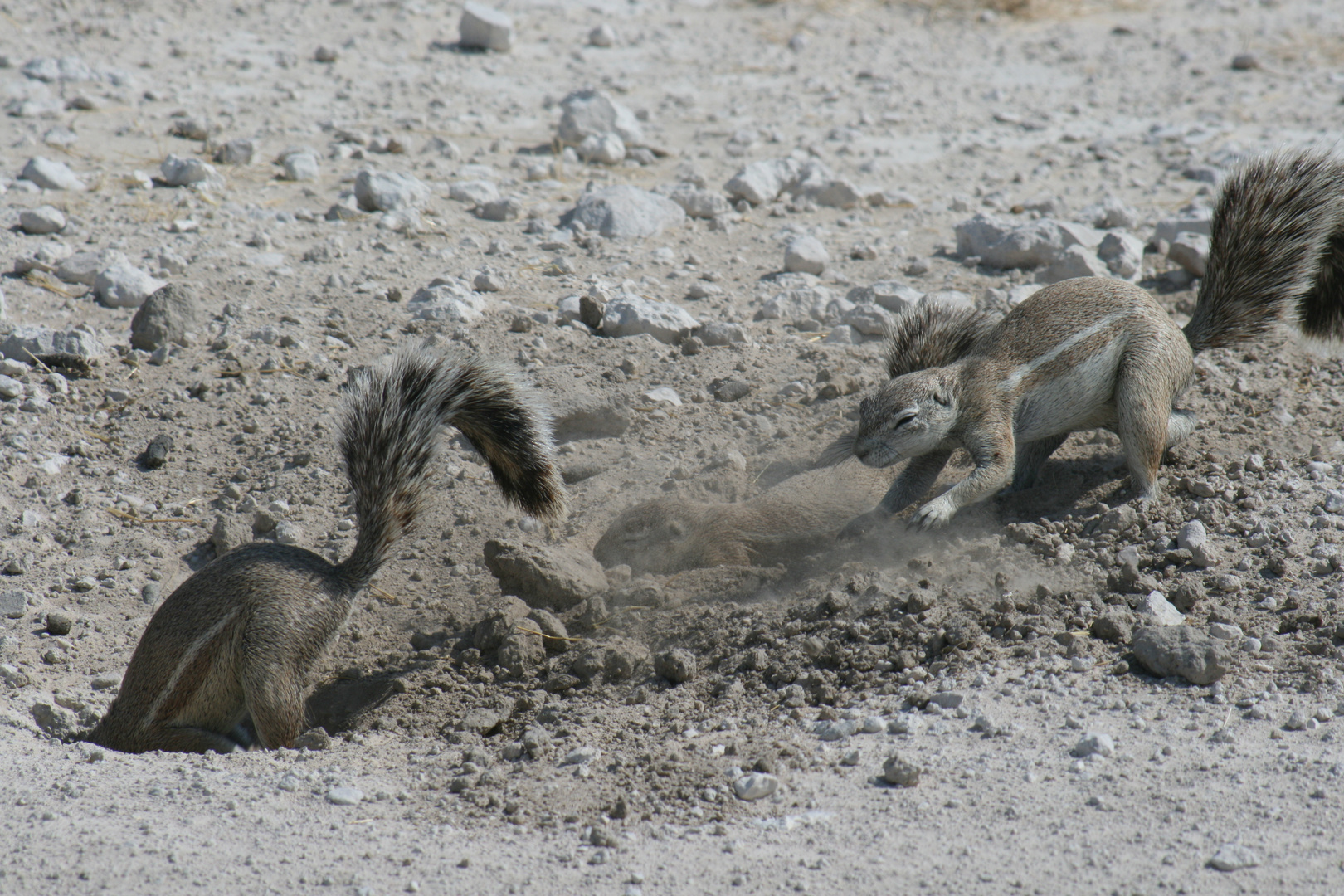 Erdhörnchen bei Grabungsarbeiten