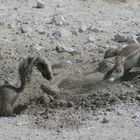 Erdhörnchen bei Grabungsarbeiten