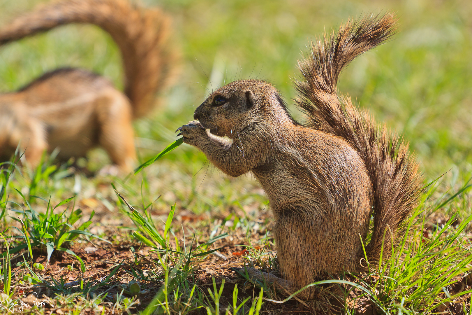 Erdhörnchen beim Frühsück