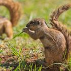 Erdhörnchen beim Frühsück