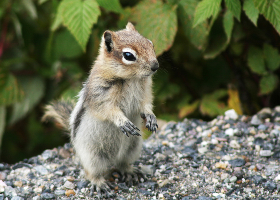 Erdhörnchen