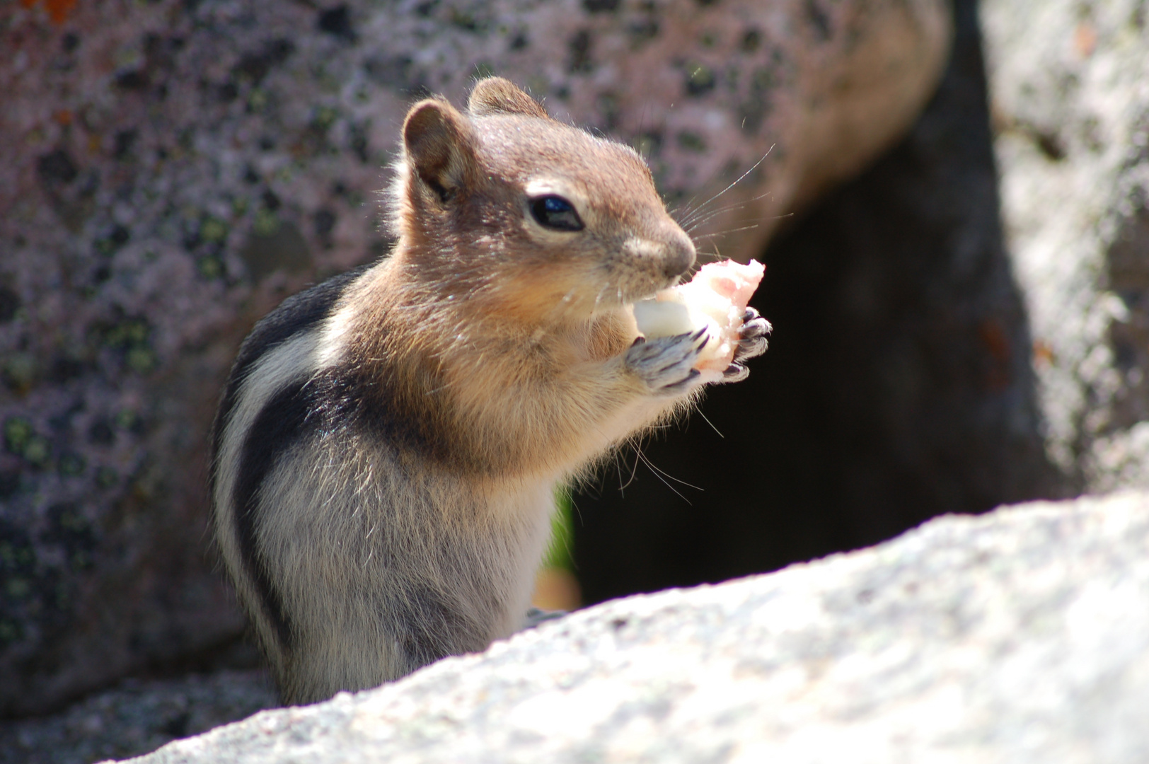 Erdhörnchen