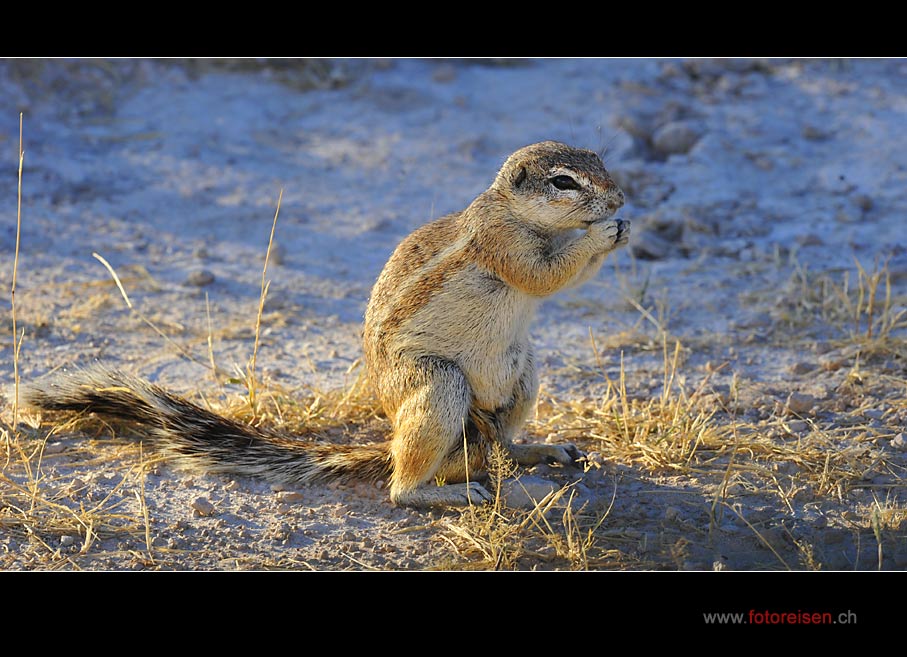 Erdhörnchen