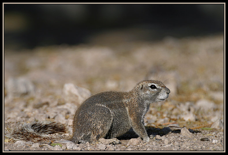 Erdhörnchen