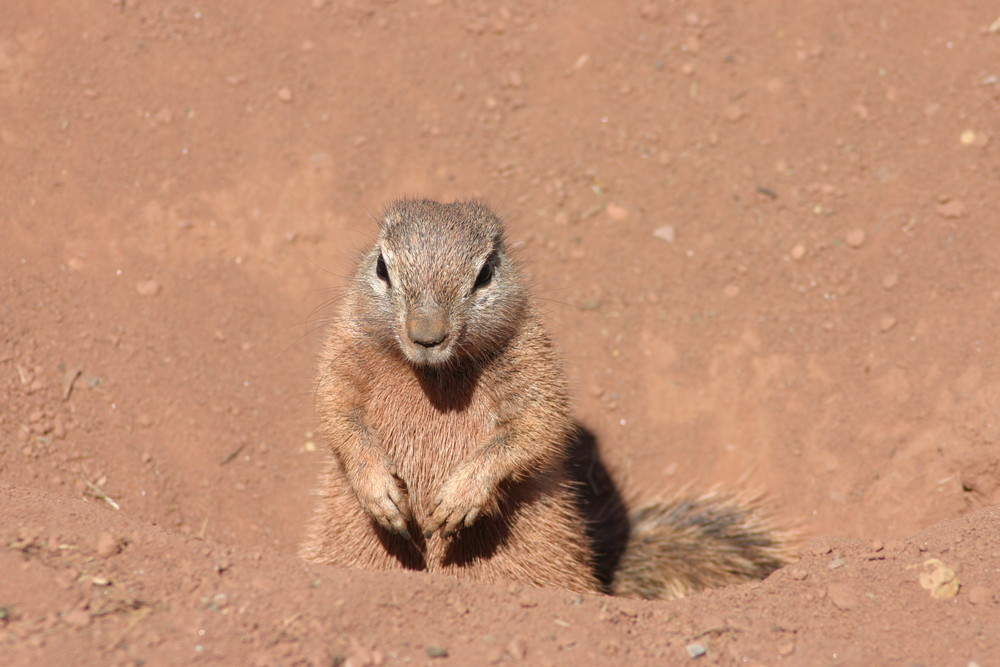 erdhörnchen