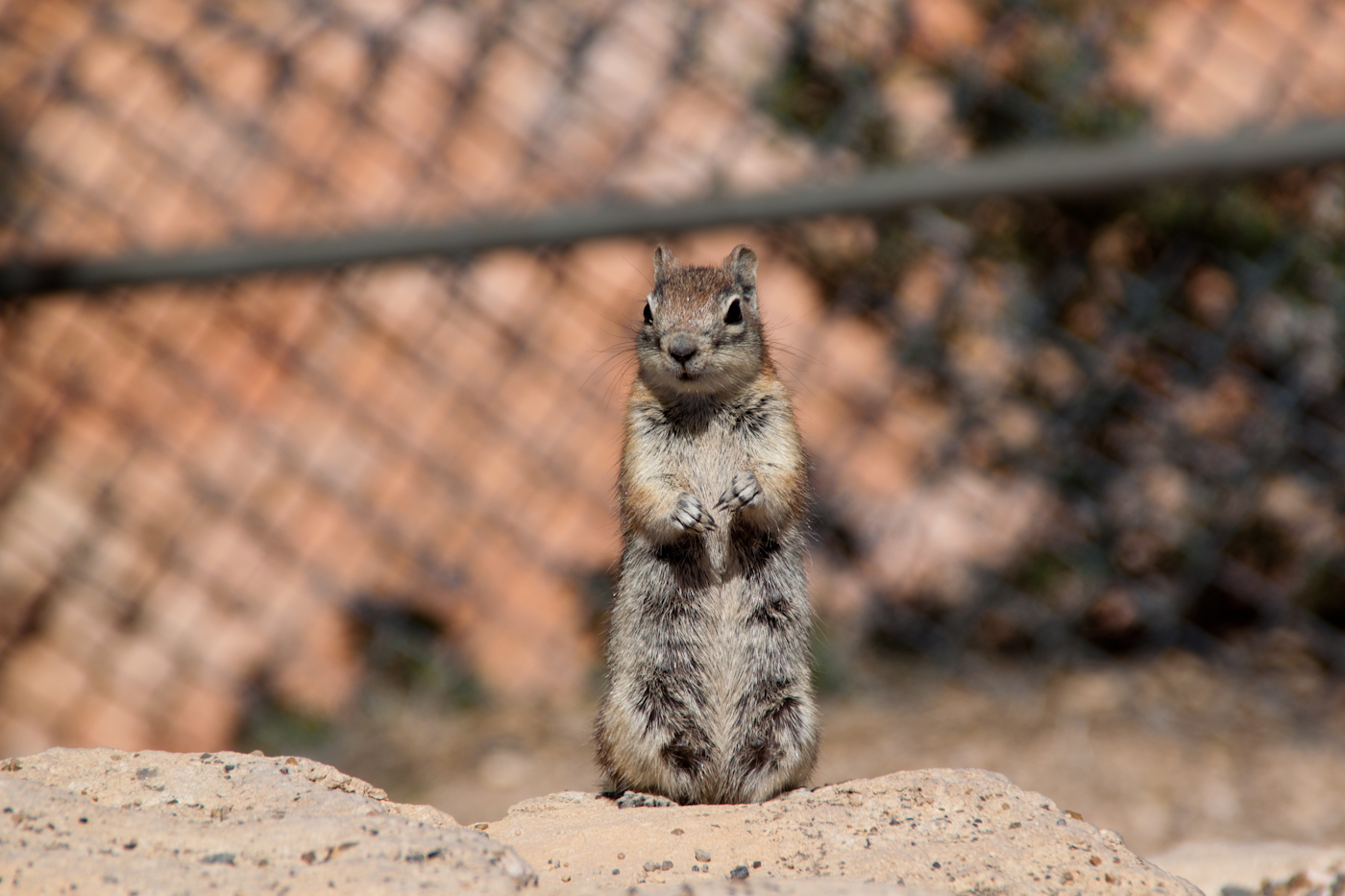 Erdhörnchen