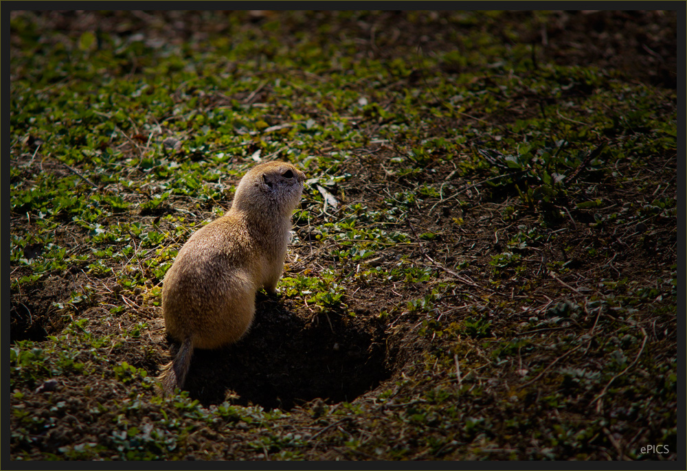 Erdhörnchen