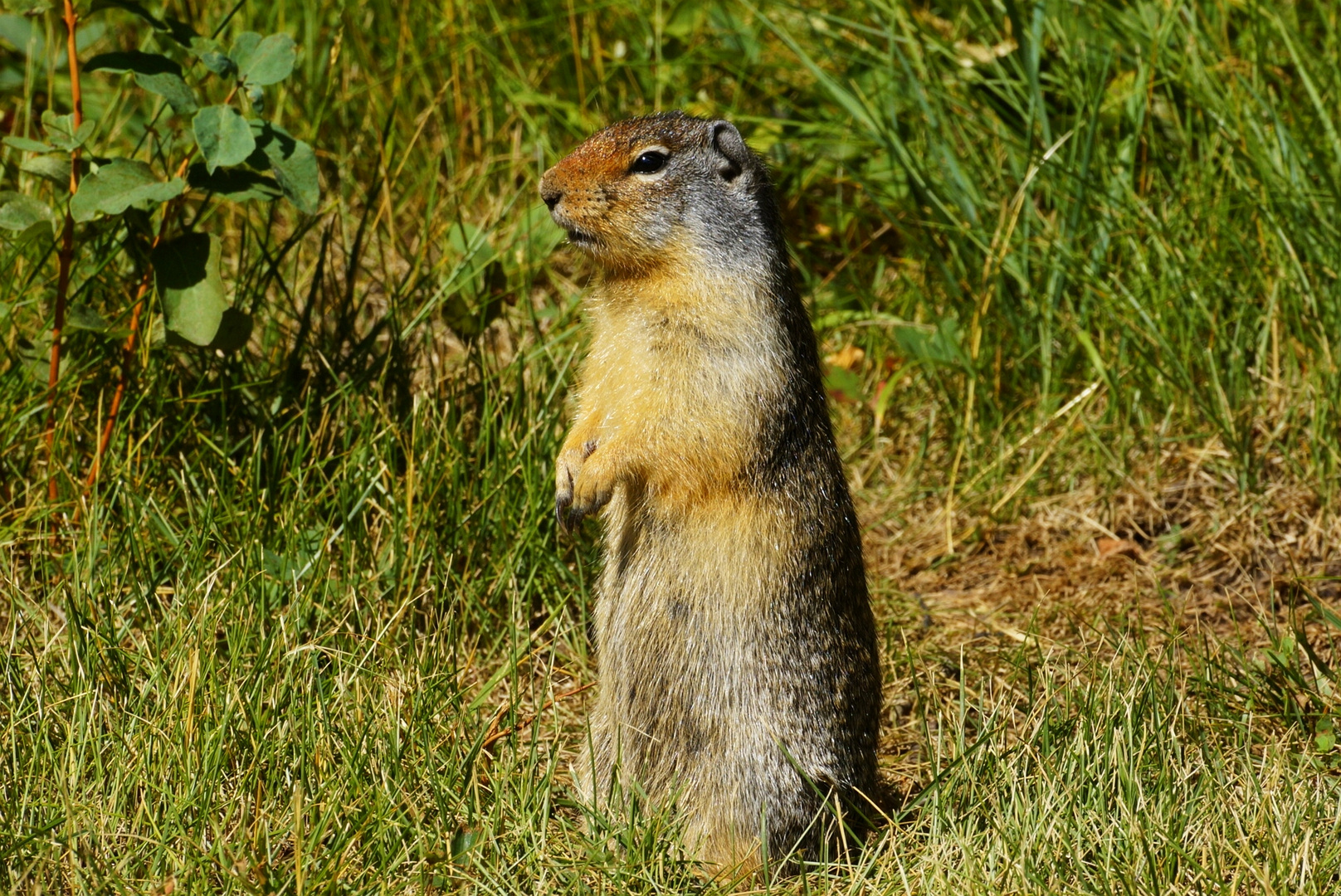 Erdhörnchen