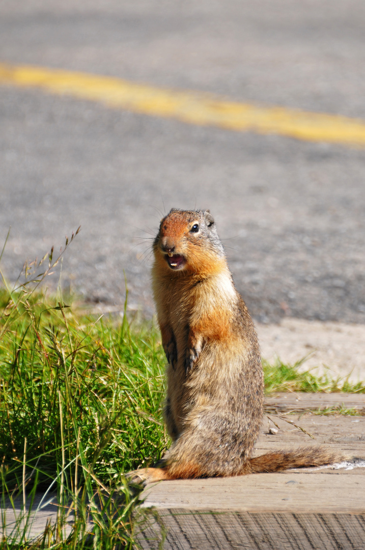 Erdhörnchen (Gopher) aus Kanada