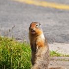 Erdhörnchen (Gopher) aus Kanada