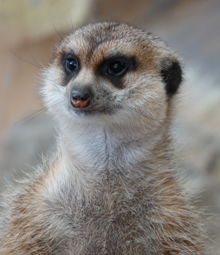 Erdhörnchen im Affen- und Vogelpark Reichshof-Eckenhagen