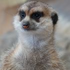 Erdhörnchen im Affen- und Vogelpark Reichshof-Eckenhagen