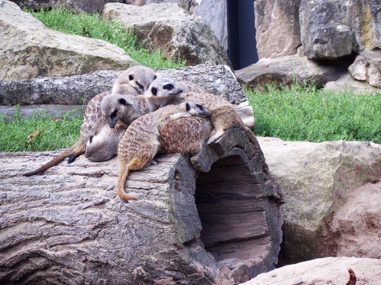 Erdhörnchen im Dresdner Zoo