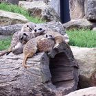 Erdhörnchen im Dresdner Zoo