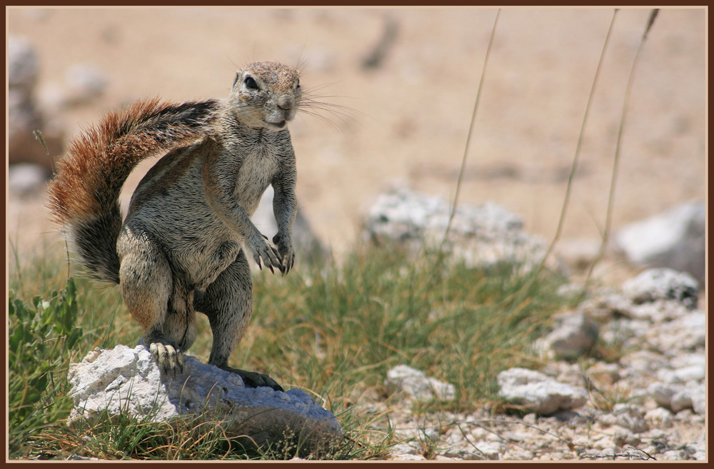 Erdhörnchen im Etoscha