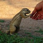 Erdhörnchen im Etosha-Nationalpark in Namibia