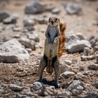 Erdhörnchen im Etosha Nationalpark (Namibia)