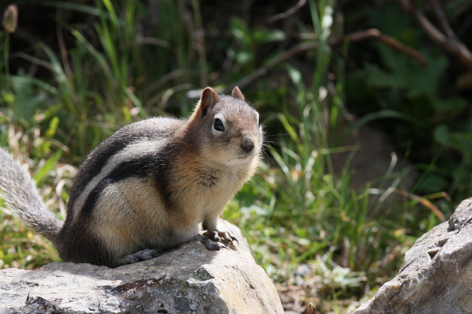 Erdhörnchen im Jaspers Nationalpark