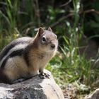 Erdhörnchen im Jaspers Nationalpark