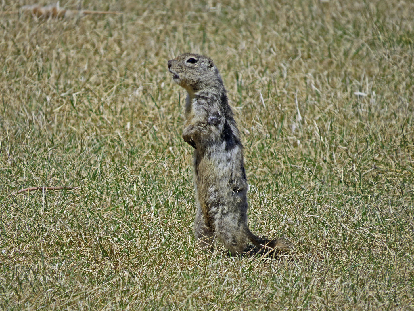 Erdhörnchen im Oak Hammock Marsh