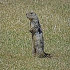 Erdhörnchen im Oak Hammock Marsh