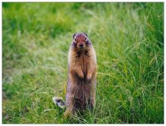 Erdhörnchen in den canadischen Rockies