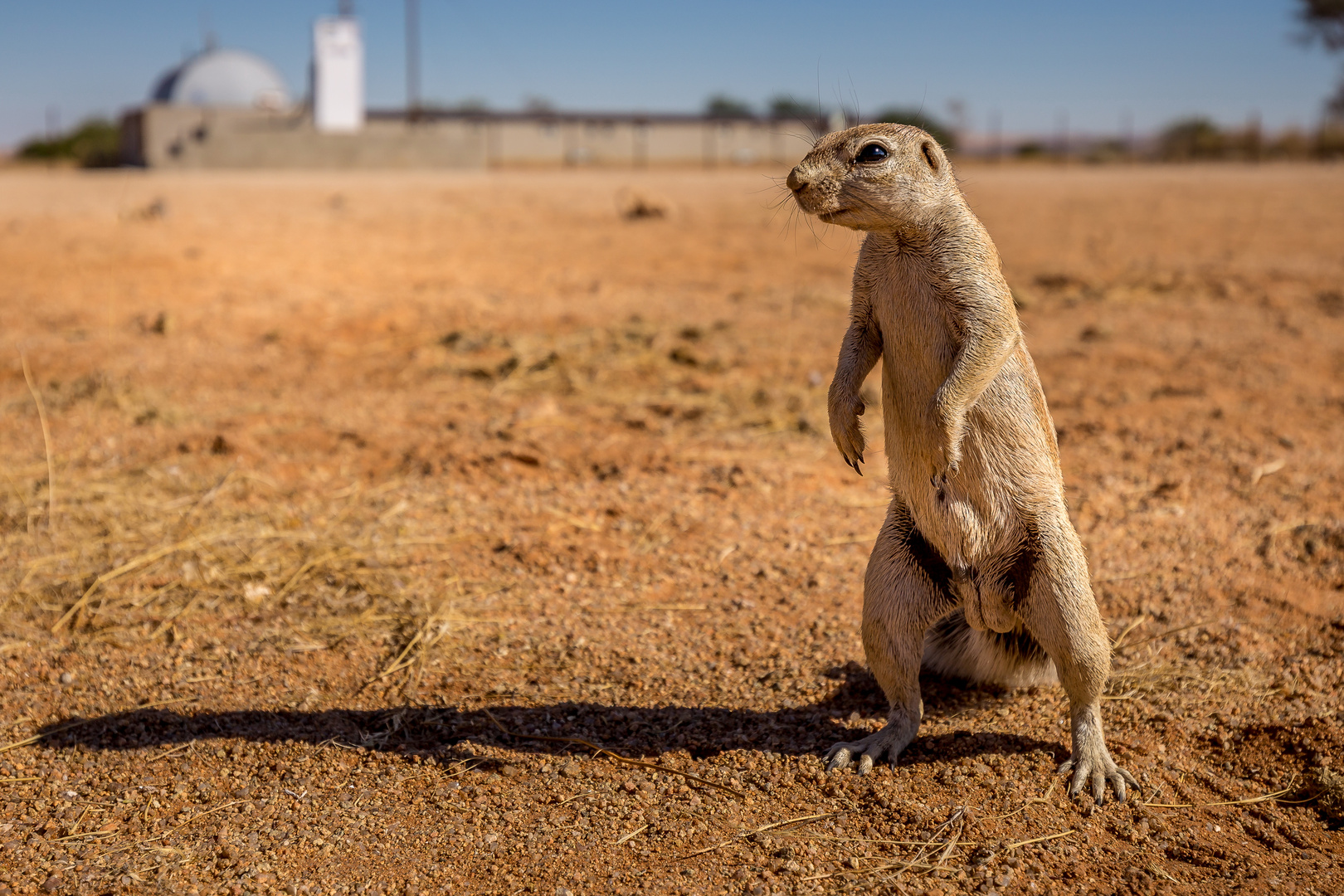 Erdhörnchen in Namibia....