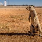 Erdhörnchen in Namibia....