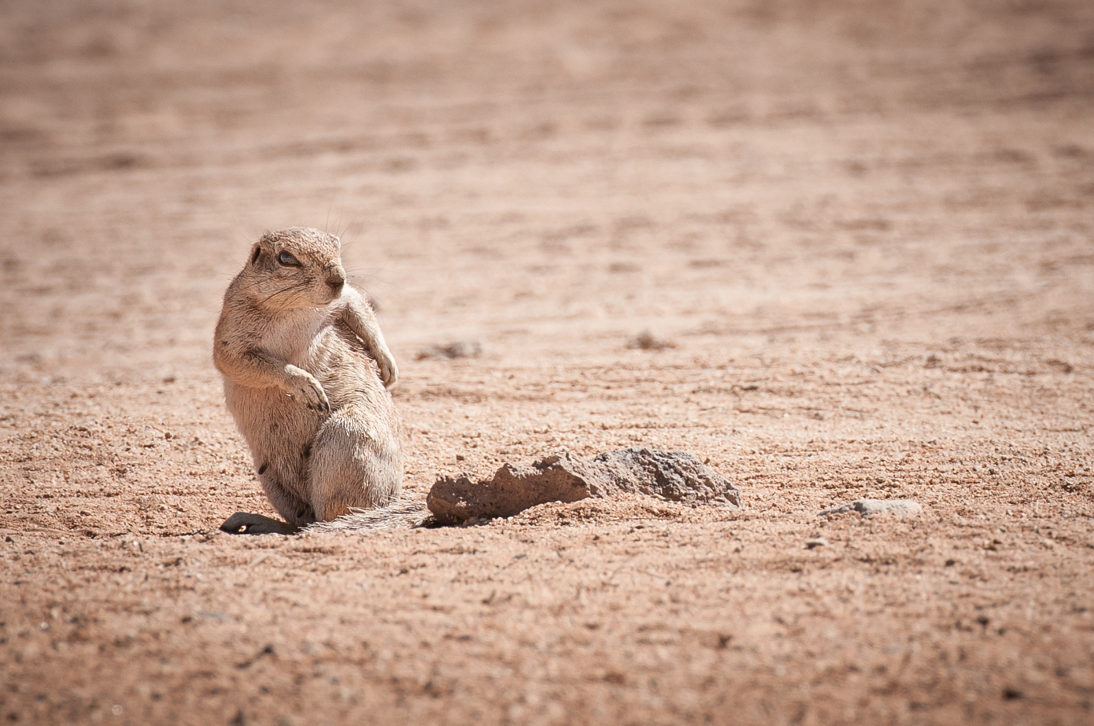 Erdhörnchen in Namibia ( Solitaire )