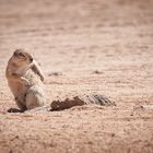 Erdhörnchen in Namibia ( Solitaire )