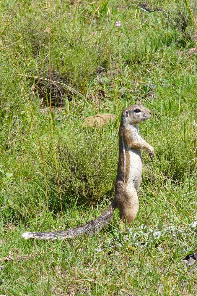 Erdhörnchen in -Südafrika